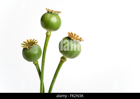 Three Poppy Heads Filled With Seed On White Background Stock Photo