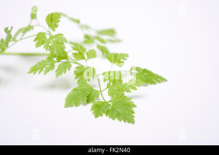 Fresh Leaves of Chervil On White Background with space for text Stock Photo