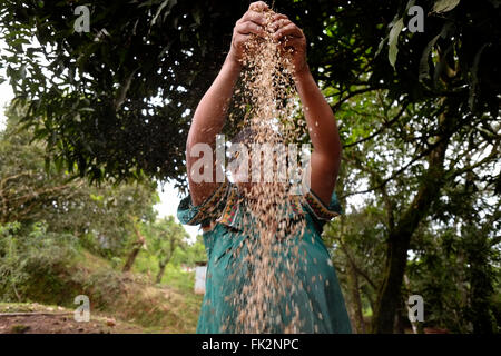 Indigenous woman of the Ngabe & Bugle native ethnic group sorts seeds in Comarca Quebrado region, Guabo reservation in Chiriqui province Republic of Panama Stock Photo