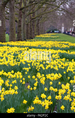 London, UK. 6th March 2016. Daffodils bloom early in St. James Park, London despite the cold while visitors and locals brave the cold weather to enjoy the colourful flowers. Credit:  Paul Brown/Alamy Live News Stock Photo