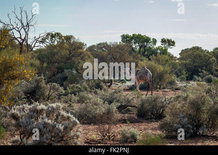 Camel crossing the Great Victoria Desert, Western Australia. Stock Photo