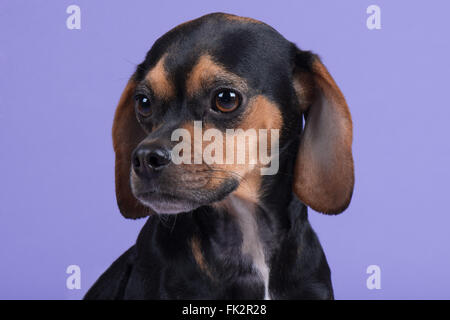 Beagle Pug Puppy Dog Head Shot Stock Photo
