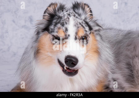 Silly Face on Dog Stock Photo