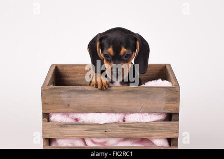 Beagle Pug Puppy in Wooden Box Stock Photo