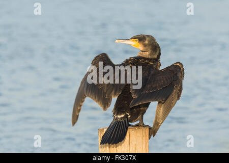 Black cormorant, Phalacrocorax carbo, lets its wings dry in the sun. This is characteristic behavior for a cormorant. Stock Photo