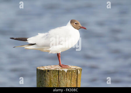Close-up of a Black-headed gull, Chroicocephalus ridibundus, resting in sunlight on a pole Stock Photo