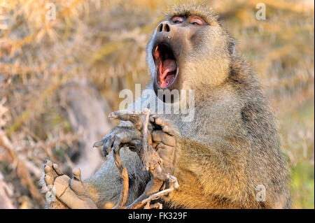 The Big Yawning of a Baboon, tiredness takes control Stock Photo