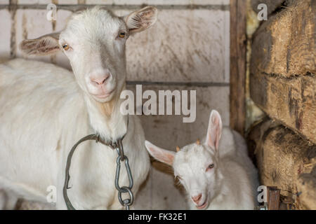 Two, happy goats standing in a barn Stock Photo