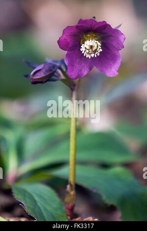 Lenten rose, Purple hellebore Hellebores Stock Photo