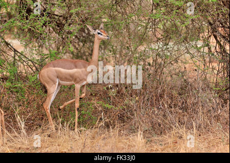 Gerenuk, Waller's gazelle, Litocranius walleri, in Tsavo East National Park, Kenya Stock Photo