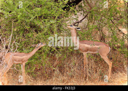 Gerenuk, Waller's gazelle, Litocranius walleri, in Tsavo East National Park, Male and Female Stock Photo