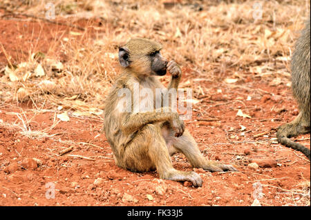 Yellow Baboon, Papio cynocephalus, looks bored and musing Stock Photo