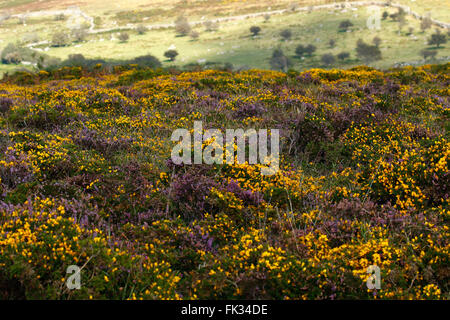 Gorse & heather in full flower on Dartmoor in South west England, many granite walls have been built in moorland ancient times