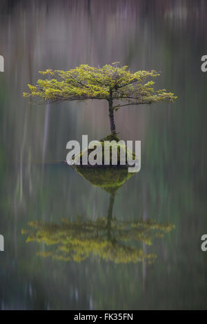 Bonsai Fir Tree in Fairy Lake near Port Renfrew, British Columbia on Vancouver Island, Canada Stock Photo