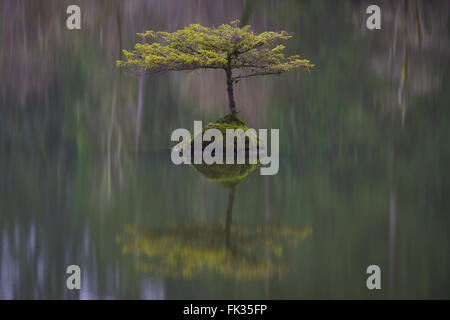 Bonsai Fir Tree in Fairy Lake near Port Renfrew, British Columbia on Vancouver Island, Canada Stock Photo