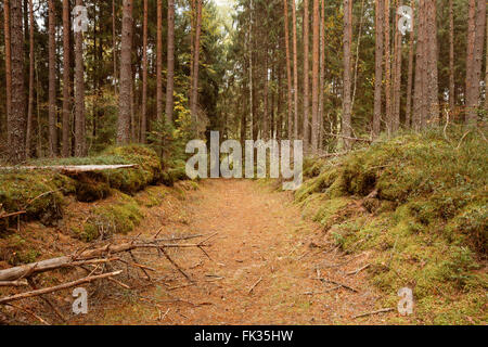 Winding path lane walkway way through beautiful coniferous autumn forest. Nobody. Autumn nature landscape