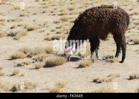 One single llama on the Andean highland in Bolivia. Adult animal grazing in desert land. Side view. Stock Photo