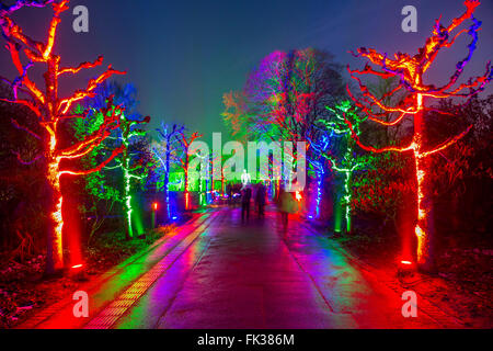 Park Leuchten, Park Illumination, in the Gruga Park, a public park in Essen, Germany, annual light show in the park in winter, Stock Photo