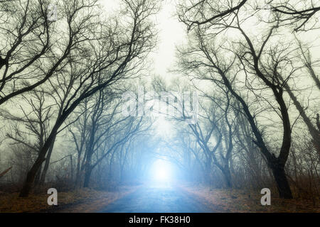 The road passing through scary mysterious forest with blue light in fog in autumn. Magic trees. Nature misty landscape Stock Photo