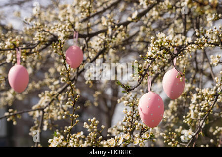 Pink easter eggs hanging on a blooming plum tree Stock Photo