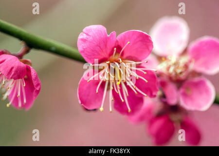 Prunus mume Beni chidori, Chinese plum or Japanese apricot in bloom march flower Stock Photo