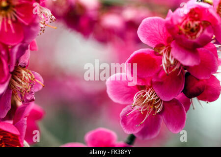 Prunus mume Prunus Beni Chidori, Chinese plum or Japanese apricot detail of flower Stock Photo