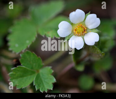 Barren strawberry (Potentilla sterilis). Beautiful white flower this low growing plant in the rose family (Rosaceae) Stock Photo