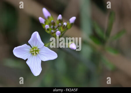 Cuckooflower or lady's smock (Cardamine pratensis). Perennial plant in the cabbage family (Cruciferae), with close up of flowers Stock Photo