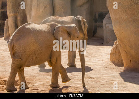 Asian elephant (Elephas maximus) surrounded by Baobab Stock Photo