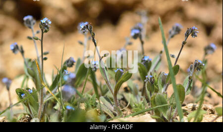 Early forget-me-not (Myosotis ramosissima). A blue flowered plant in the family Boraginaceae, growing on a British meadow Stock Photo