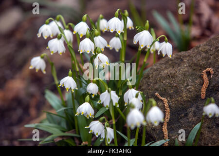 Spring snowflake Leucojum vernum flower clump Stock Photo