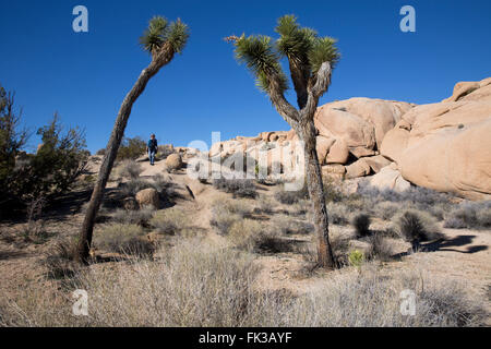 Joshua Tree National Park, California, USA Stock Photo