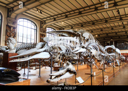 Skeletons of dinosaurs in the National Museum of Natural History Stock Photo