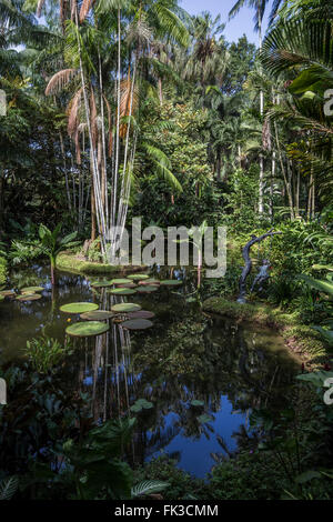 Singapore Botanic Garden is a major visitor attraction in Singapore boasting an array of botanical & horticultural offerings Stock Photo