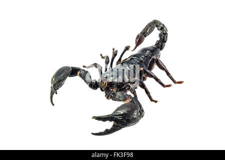 A photo of scorpion on isolate white background. Stock Photo