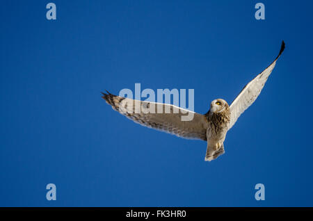 A short-eared owl flying overhead, against a brilliant blue sky. Taken in the Alberta prairies, east of Calgary, Canada. Stock Photo