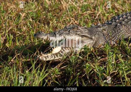 Saltwater Crocodile (Crocodylus porosus), Yellow Water Billabong, Kakadu National Park, Northern Territory, NT, Australia Stock Photo
