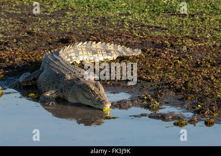 Saltwater Crocodile (Crocodylus porosus), Yellow Water Billabong, Kakadu National Park, Northern Territory, NT, Australia Stock Photo