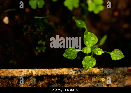 Rain drops on green leaf Stock Photo