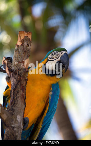 Colorful parrot Stock Photo