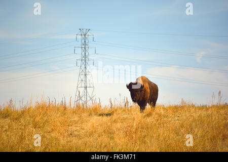 American Bison Buiffalo on an Urban Wildlife Preserve Stock Photo
