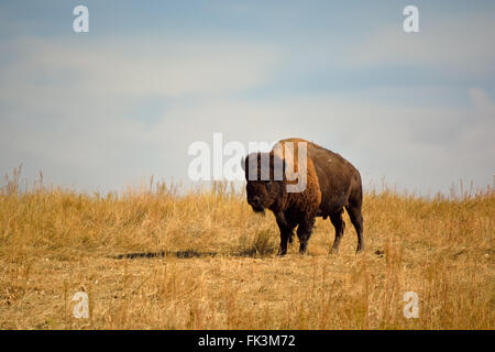 American Bison Buffalo on an Urban Wildlife Preserve Stock Photo