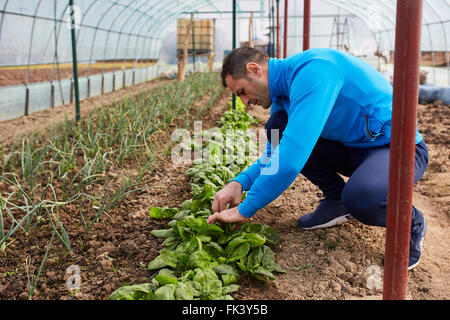 Farmer harvesting young spinach from his greenhouse Stock Photo