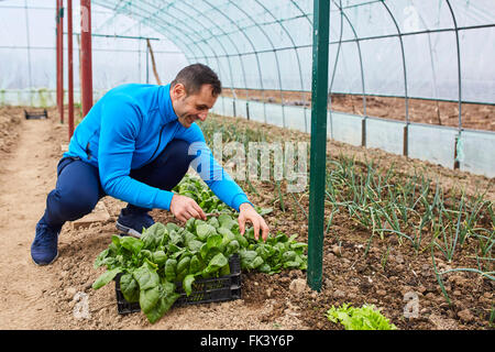 Farmer harvesting young spinach from his greenhouse Stock Photo