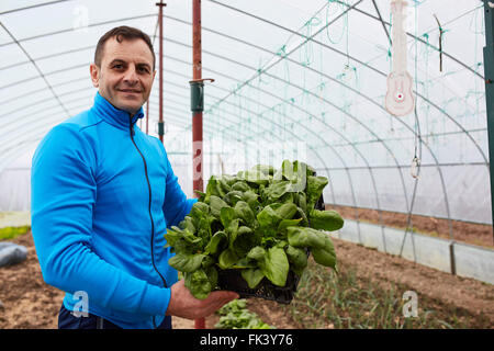 Farmer harvesting young spinach from his greenhouse Stock Photo