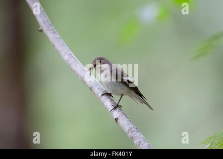Pied Flycatcher; Ficedula hypoleuca Single Female with Insects Devon; UK Stock Photo