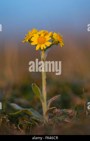 Spatulate Fleawort; Tephroseris integrifolia ssp maritima Flower South Stack; Anglesey; UK Stock Photo