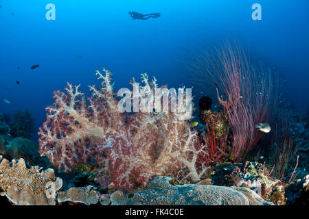 Soft coral (Dendronephthya sp.) in the reef with diver Stock Photo