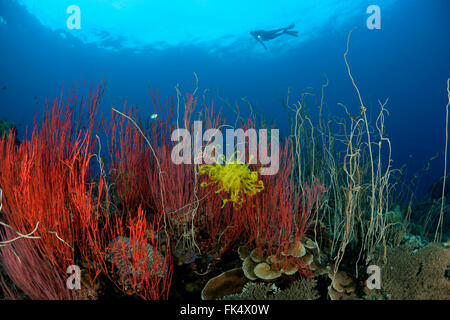 Red whip corals or sea whips (Ellisella sp.) and whip coral forest (Junceella sp.) with diver Stock Photo