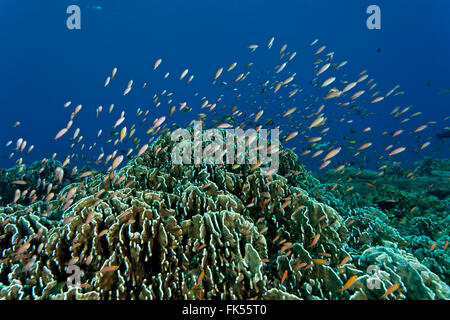 Fairy basslets or anthias in the reef Stock Photo